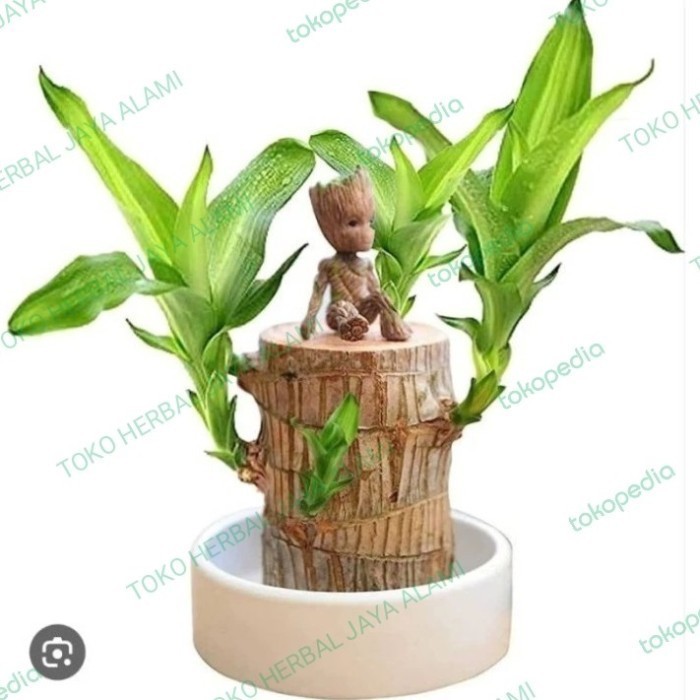 

Diskon Hanjuang Hijau Bonsai Brazilian Wood /batang 15cm Tanaman Hias Indor