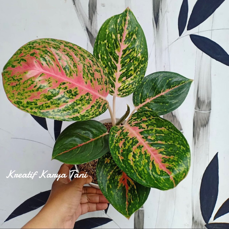 Aglonema Big Papa - Big papa aglonema - Aglonema bigpapa