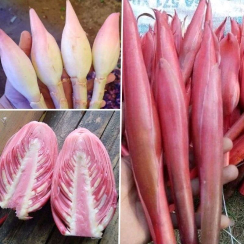 

Bunga kuncup kecombrang segar per 500gram DN