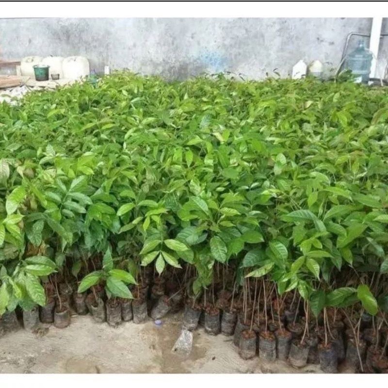 BIBIT POHON MAHONI | BIBIT KAYU MAHONI | BIBIT TANAN MAHONI DN