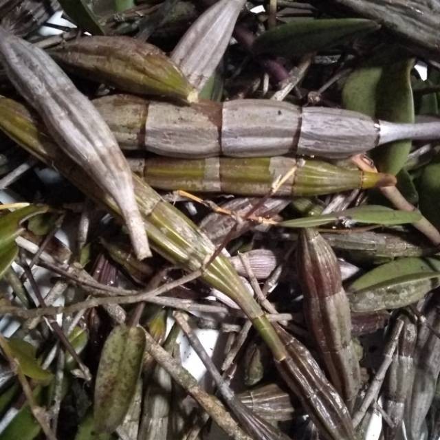 

Herbal Batang Anggrek Merpati Segar. Dendrobium Crumenatum 1kg AF