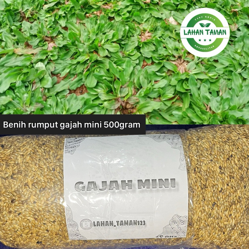 500 gram benih rumput gajah mini/rumput gajah