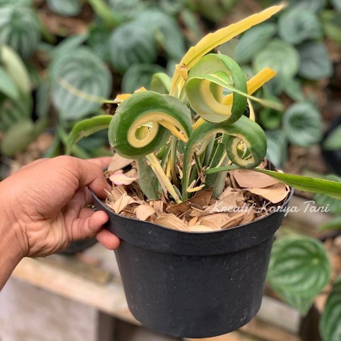 Tanaman hias wijaya kusuma tanduk varigata - Wijaya kusuma varigata