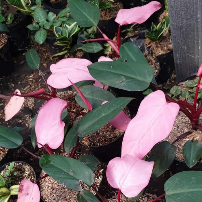 philodendron dark lord pink