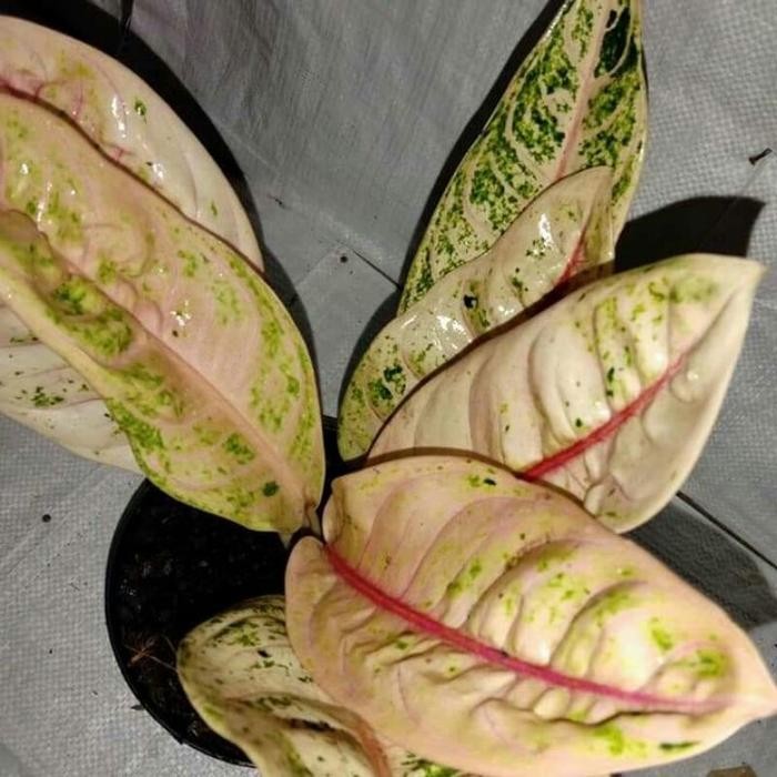 aglonema donacarmen mutasi