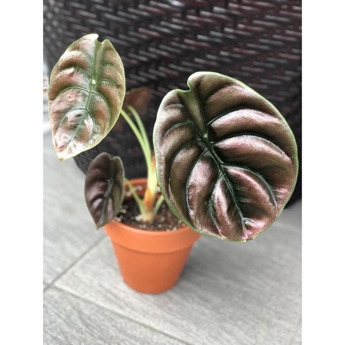 Tanaman Hias Alocasia Cuprea - Alocasia Black cuprea