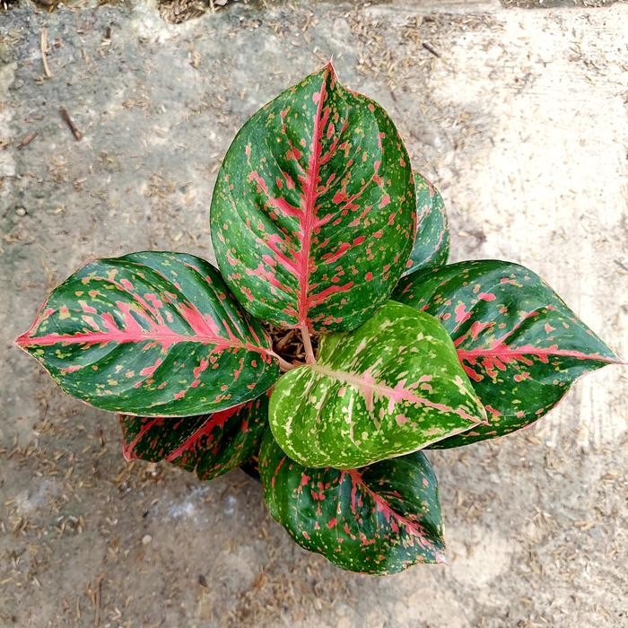 Aglonema Wulandari Black