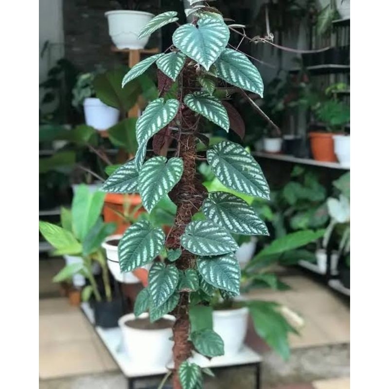 Tanaman hias sirih keraton +turus penyangga tanaman/sirih keraton