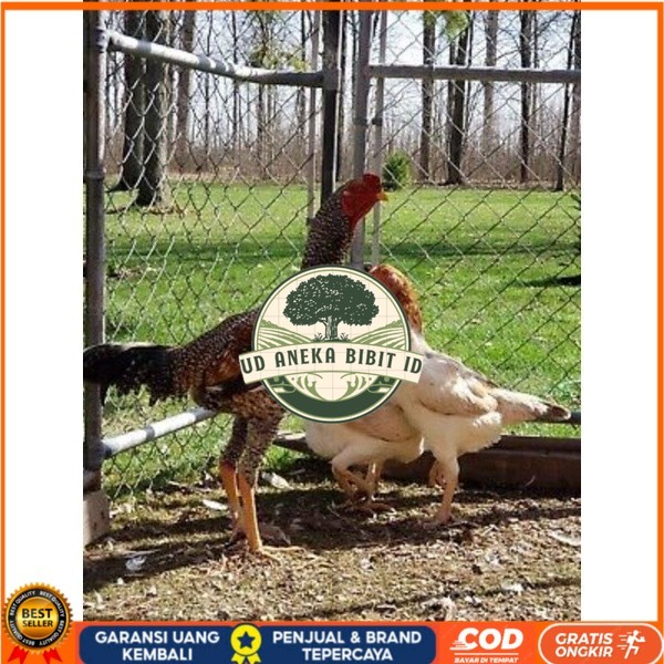 

TELUR AYAM GORILA LAYER PETELUR UNTUK DI TETASKAN UD ANEKA BIBIT ID