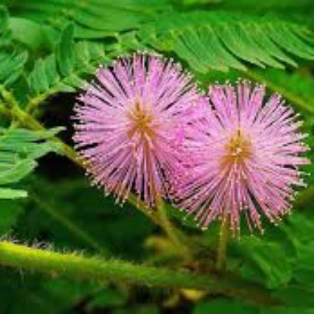 

Jual Daun Putri Malu Frest 250FGram