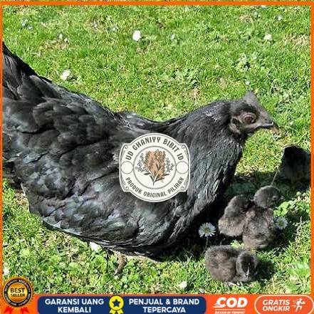 

Telur ayam hias cemani lidah hitam fertil siap ditetaskan - ayam cemani UD GHANIYY BIBIT ID