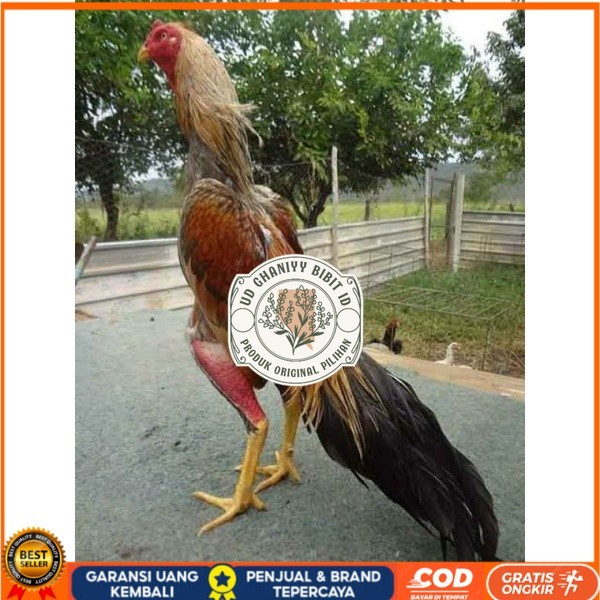 

TELUR AYAM BANGKOK WIRING SPEED UNTUK DI TETASKAN UD GHANIYY BIBIT ID