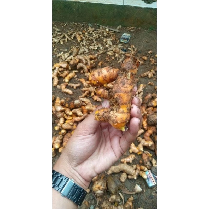 

1kg temulawak segar R. M
