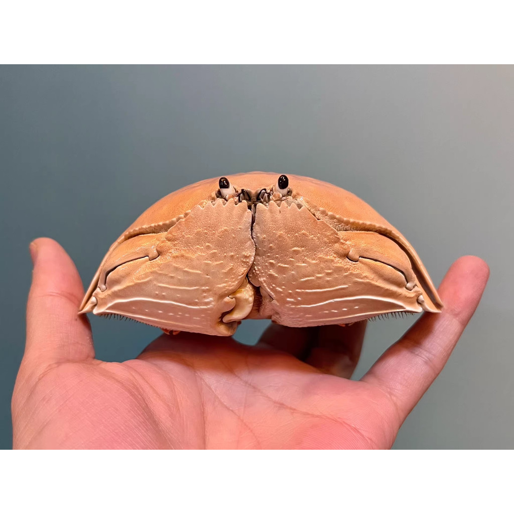 

Calappa Calappa Real Crab Specimen Special Handicrafts Collectors Ornament Desk Decoration Customized