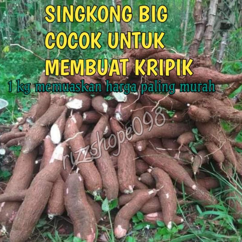 

singkong/sampe besar dan panjang cocok untuk membuat kripik