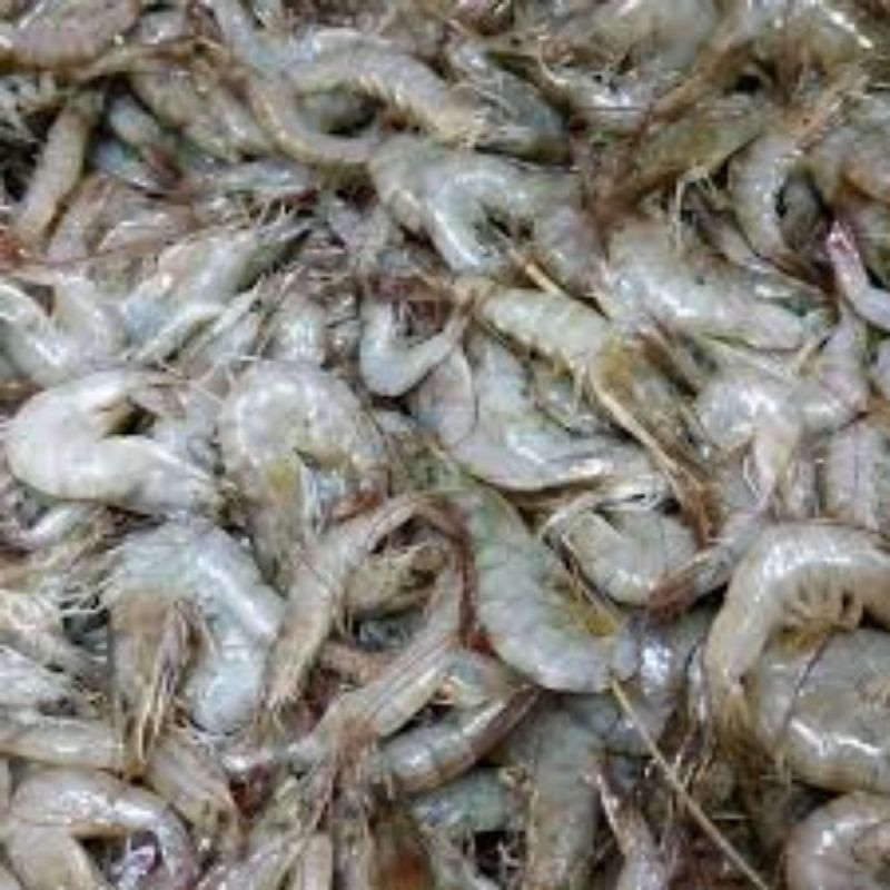 Udang Kecil Segar