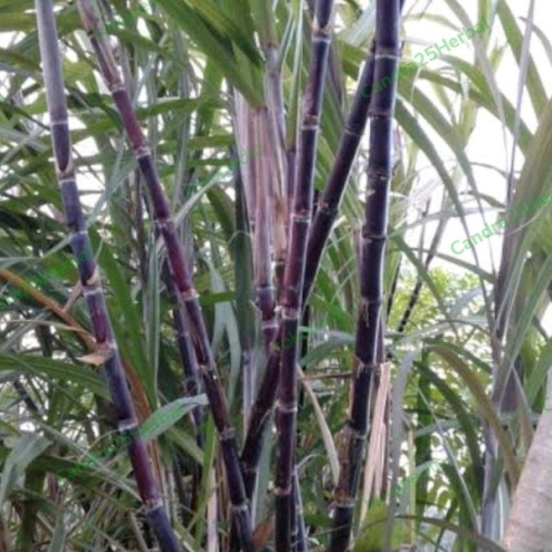 

Tebu ireng Tebu hitam Tebu Wulung segar 60 cm di ambil dadakan terlaris