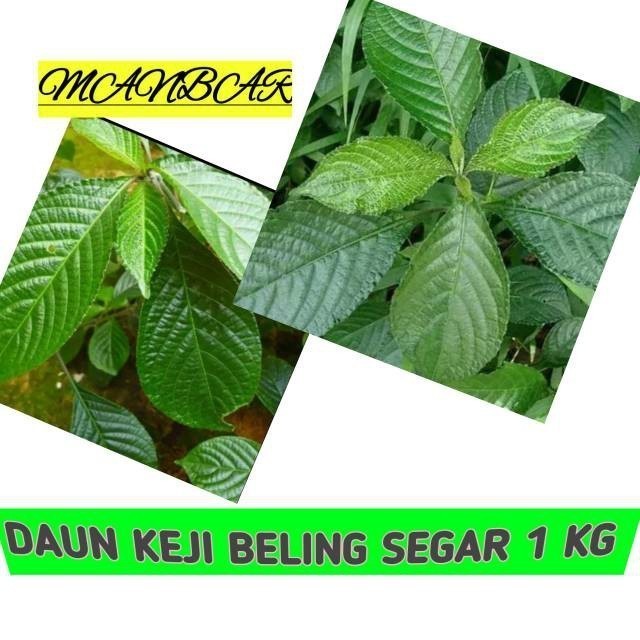 

daun pecah beling atau daun keji beling 1kg #terlaris