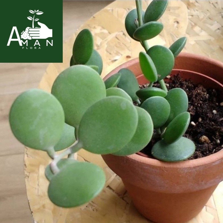 # ( BISA COD ) Tanaman Hias Gantung Hoya Coin Peperomia Hoya Koin / Tanaman Hidup Hoya Coin Bunga Hi