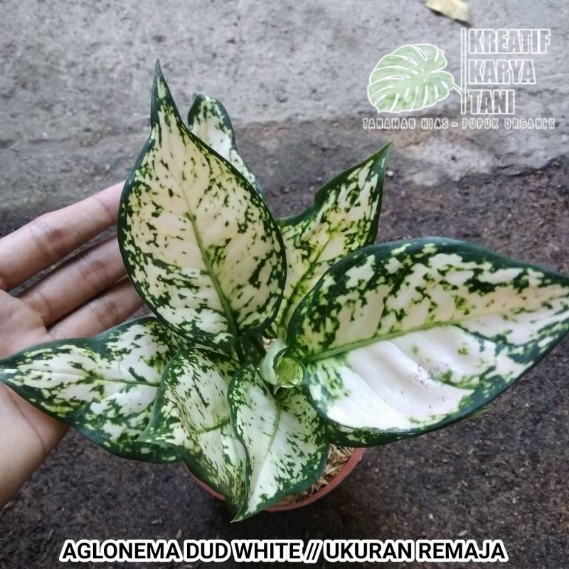Tanaman aglonema dud white - Aglonema dud white