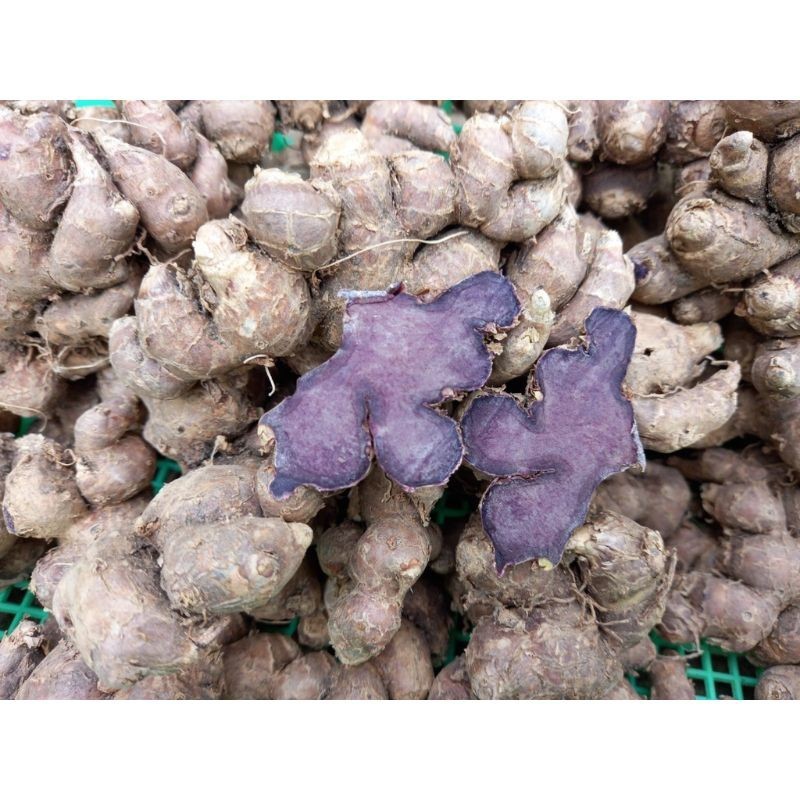 

RIMPANG KUNYIT HIT ATAU UMBI KUNYIT ITEM ASLI ORIGINAL BUKAN TEMU IRENG