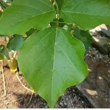 

DAUN DADAP SEGAR FRESH DI AMBIL LANGSUNG 50 LEMBAR