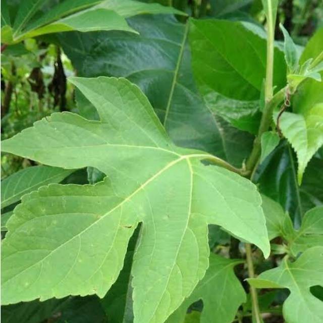 

Jual Daun Insulin Frest 500gram