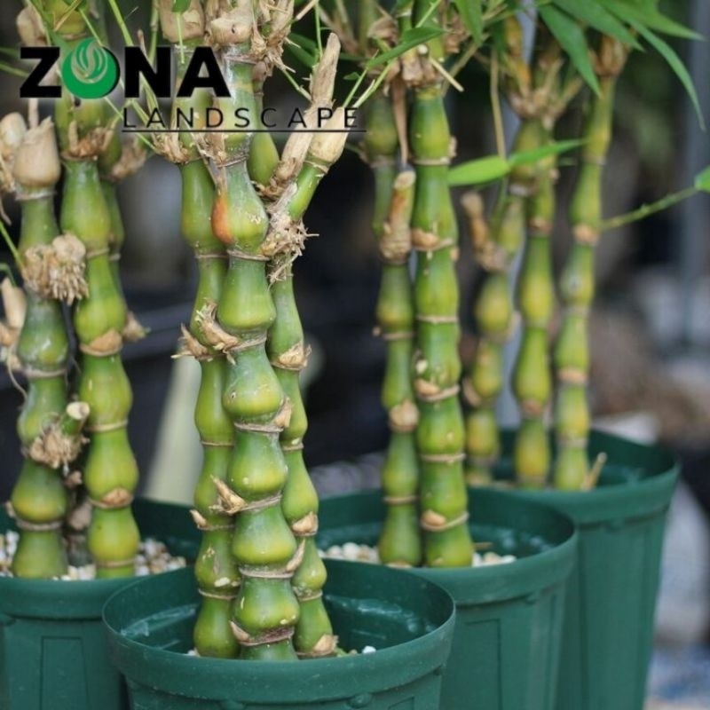 TANAMAN HIAS BAMBU TASBIH/BAMBU NAGIN (bambu hoky)