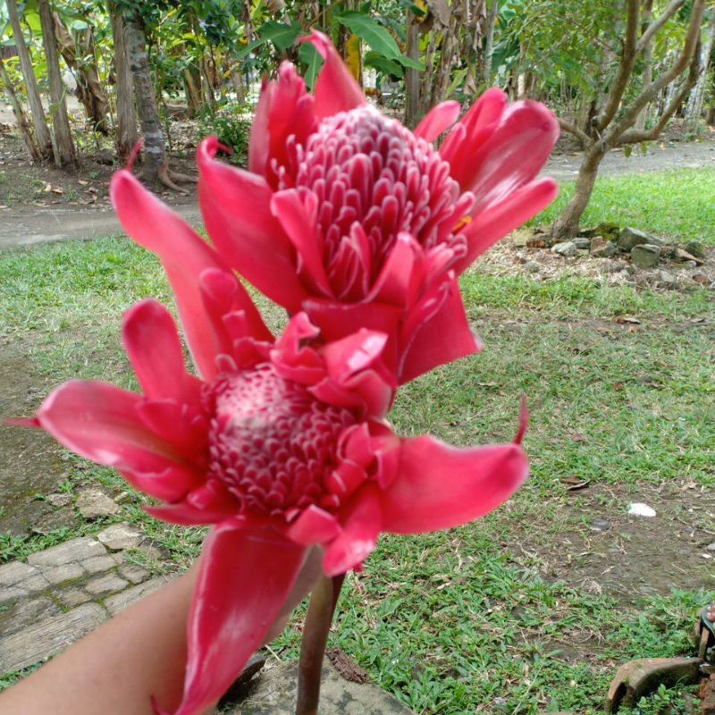 

KECOMBRANG MERAH MEKAR PER(1KG)