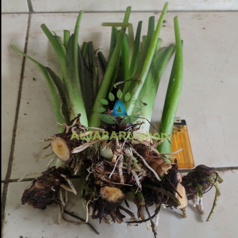 BIBIT TALAS BENENG per 1kg