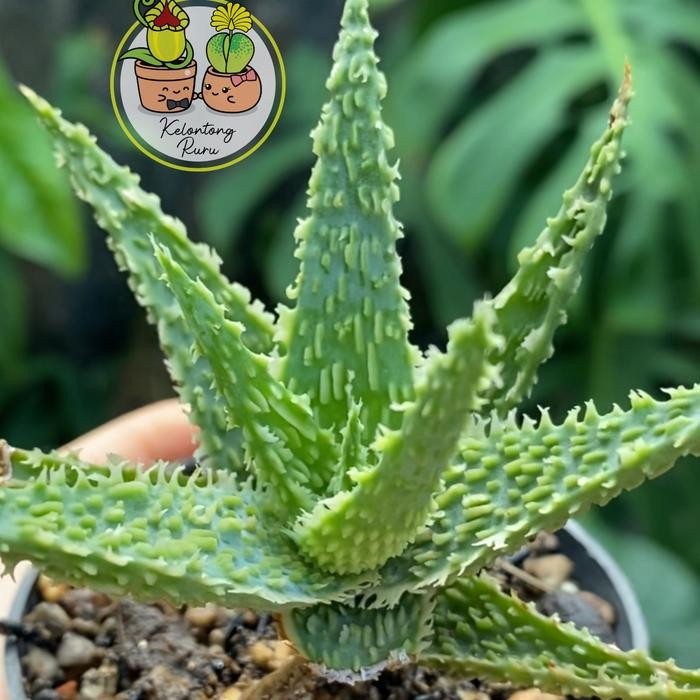 Aloe deep forest tct baby