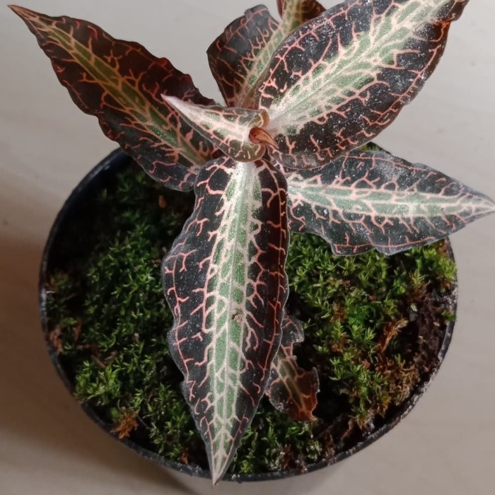 

Tanaman Hias Jewel Orchid Daun Ungu Lancip Anggrek Permata