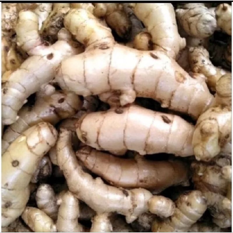 

terbaik temu kunyit putih 1 kg fersh