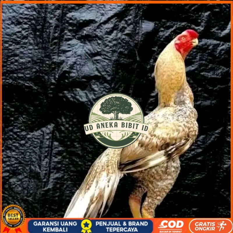 

telur fertil agsel Parrot kualitas terbaik UD ANEKA BIBIT ID