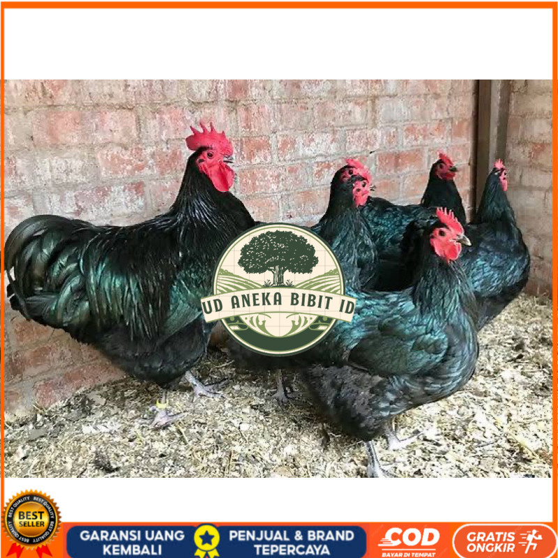 

TELUR FERTIL AYAM BLACK AUSTRALORP INDUKAN JUMBO UNTUK DI TETASKAN UD ANEKA BIBIT ID