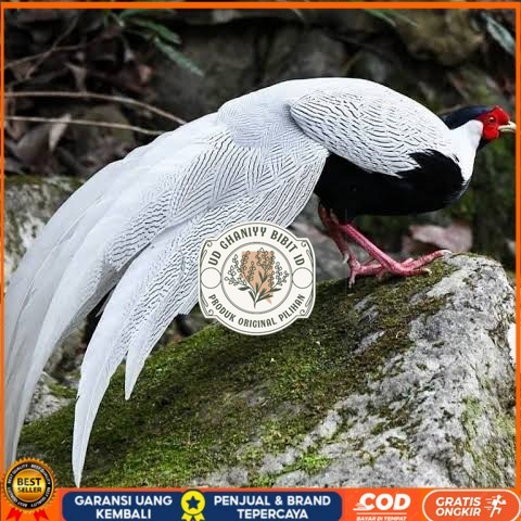 

Telur ayam hias ringneck silver pheasant fertil siap ditetaskan UD GHANIYY BIBIT ID