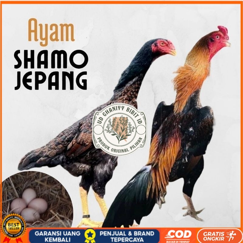 

telur ayam shamo jepang ori petarung bisa untuk di tetaskan UD GHANIYY BIBIT ID