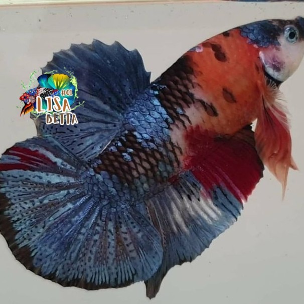Hiasan soliter ikan cupang giant multi bo 3,5cm jantan - BO 4 cm kebutuhan aquarium