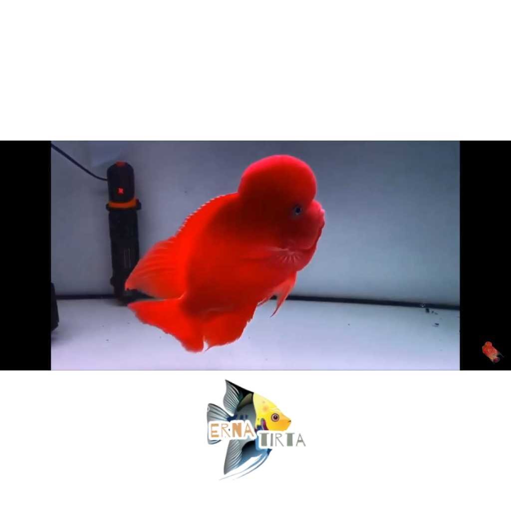 hiyasan aquarium Burayak Louhan Super Red Monkey Import Thailand erna tirta