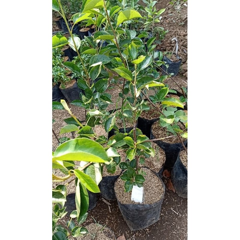 Bibit buah pir madu cangkok