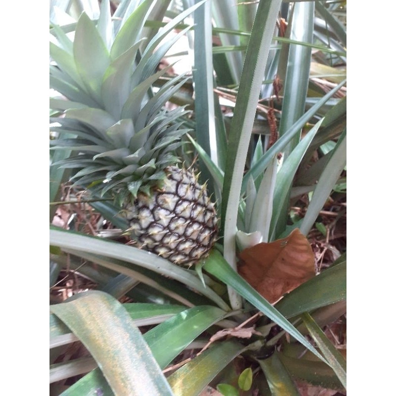 

Buah nanas muda / buah herbal nanas