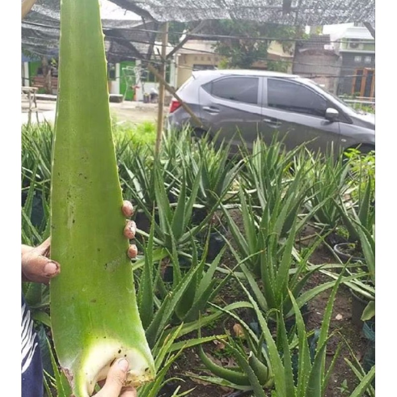 

PELEPAH LIDAH BUAYA(ALOEVERA)500Gram