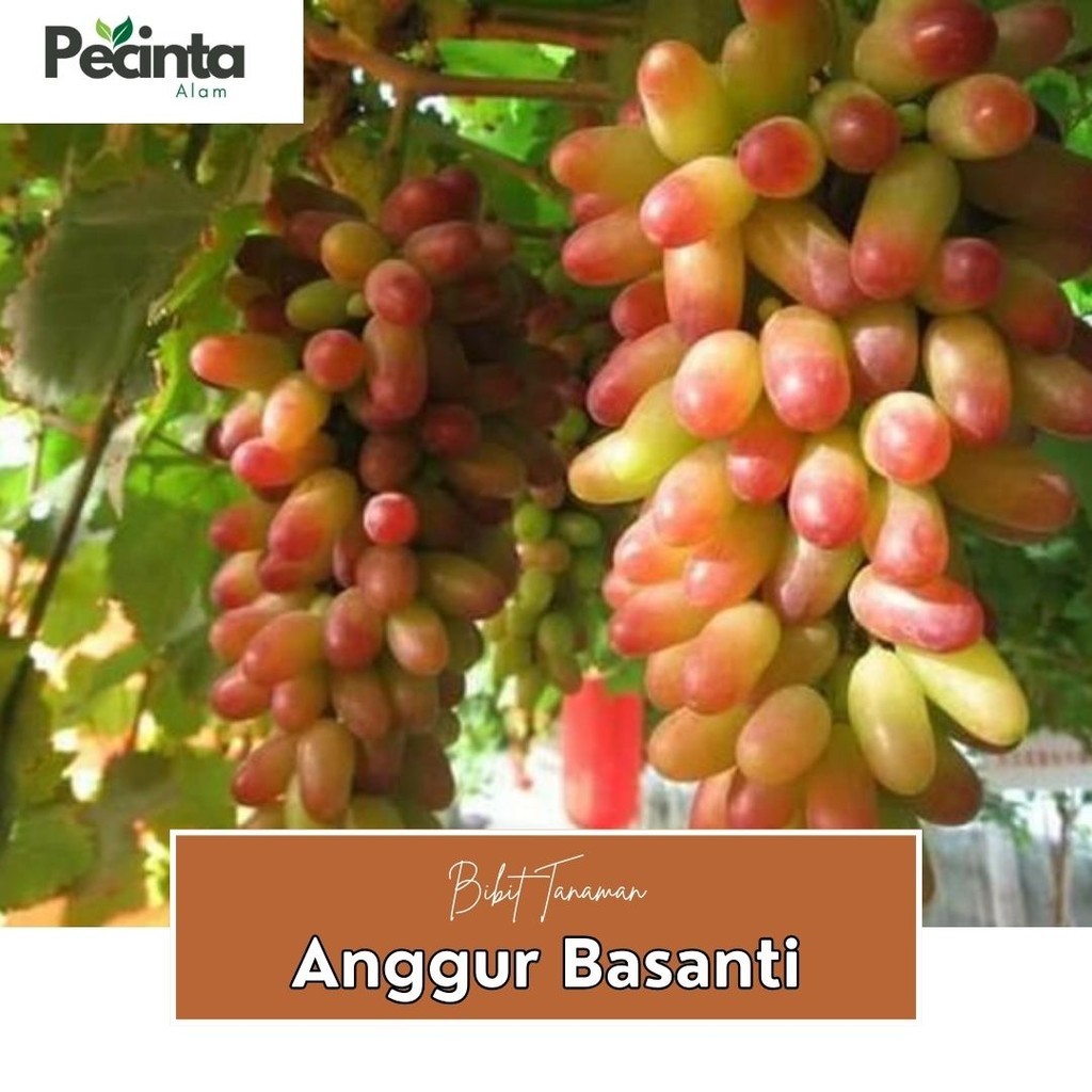 

anggur import jenis basanti paket isi 8