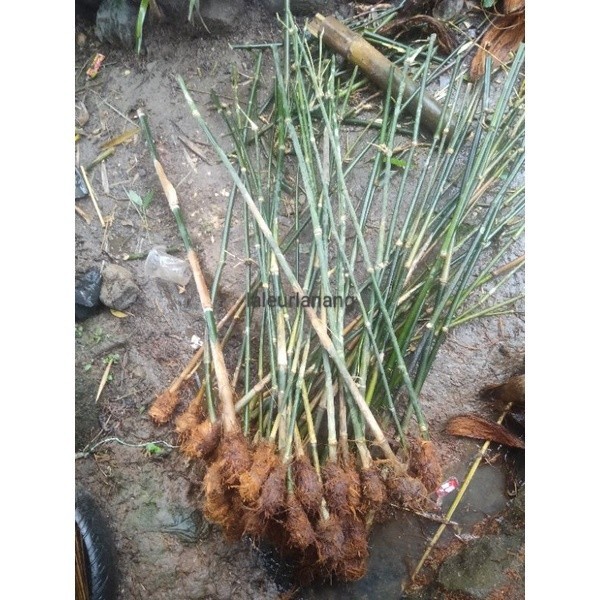 

Promo Bibit Bambu Petung cocok untuk taman dan pengijauan hutan, 100cm