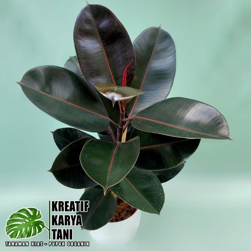 Tanaman hias karet kebo merah - Rubber Plant Ficus Elastica