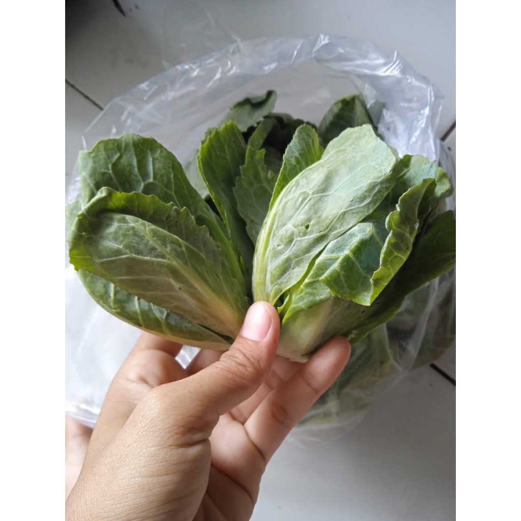 

Keciwis/Cuciwis/ceciwis 250Gr