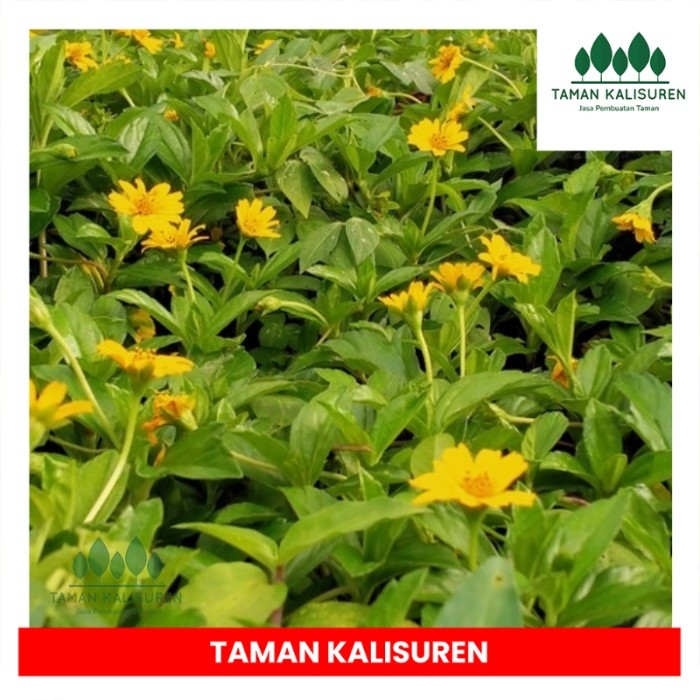 tanaman hias wedelia TAMAN. KALISUREN