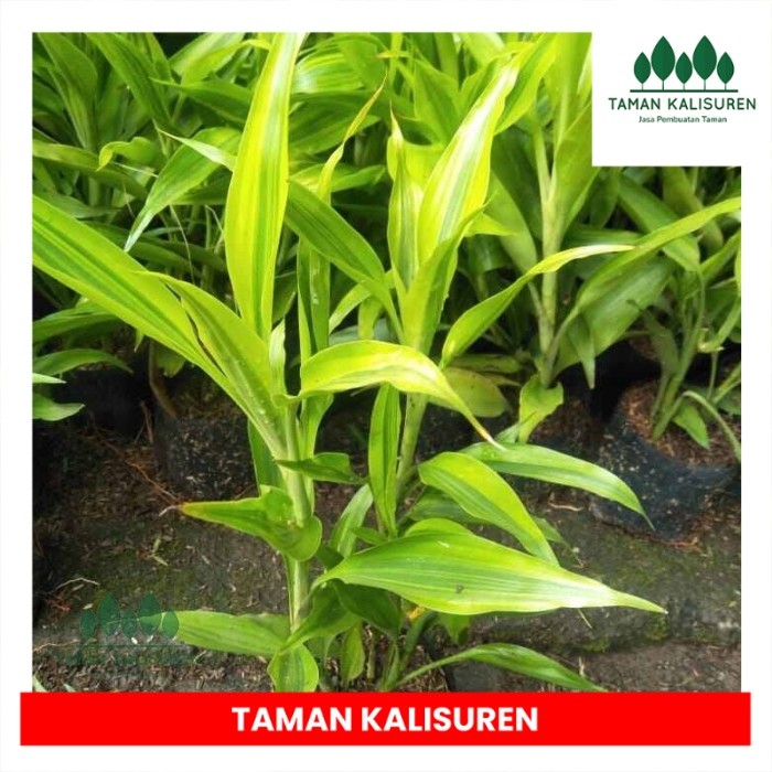Tanaman Hias Sri Rejeki golden, tanaman hidup di air