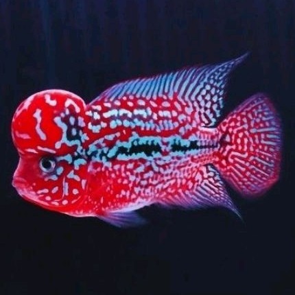 beli3bonus1 Pakan lohan super king kamfa f3 import louhan full mutiara bergaransi