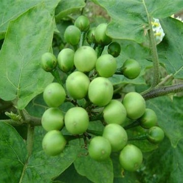 

Buah takokak segar 1000gram terbaik